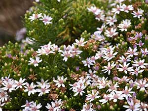 Wildflower Blooming