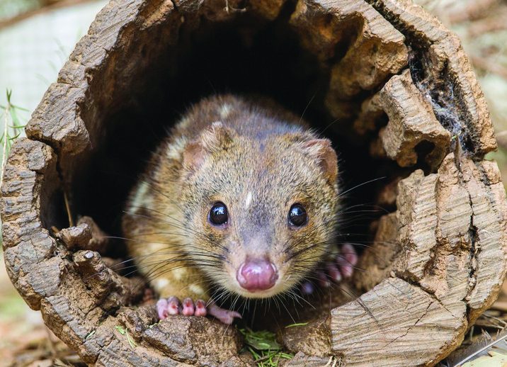 Quoll