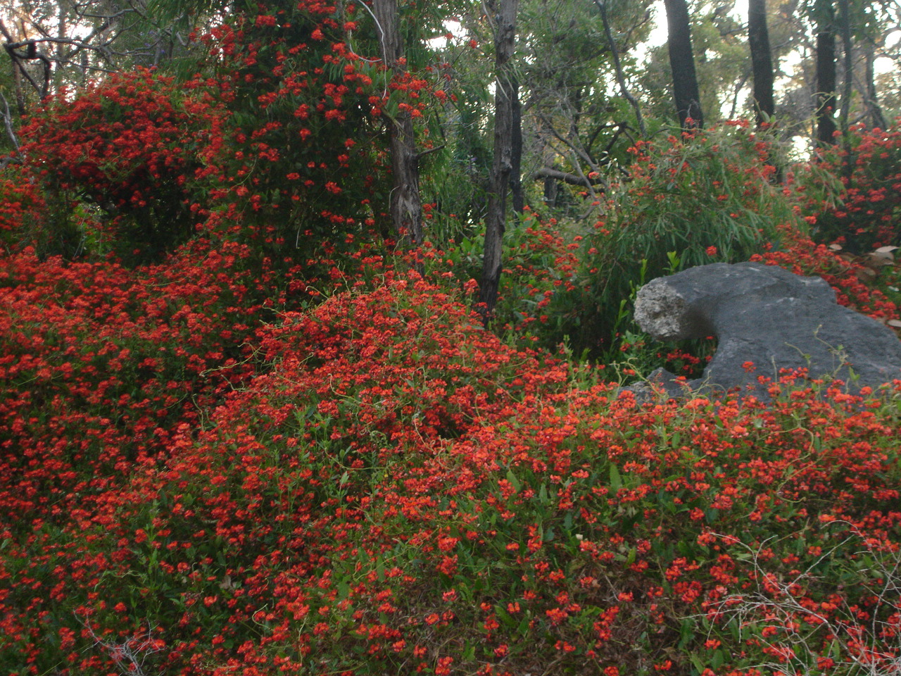 Margaret River Wildflowers Casey Tours