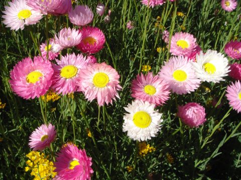 Spectacular wildflowers of Western Australia