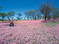 Wildflowers Perth