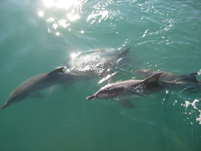 Collie River Cruise