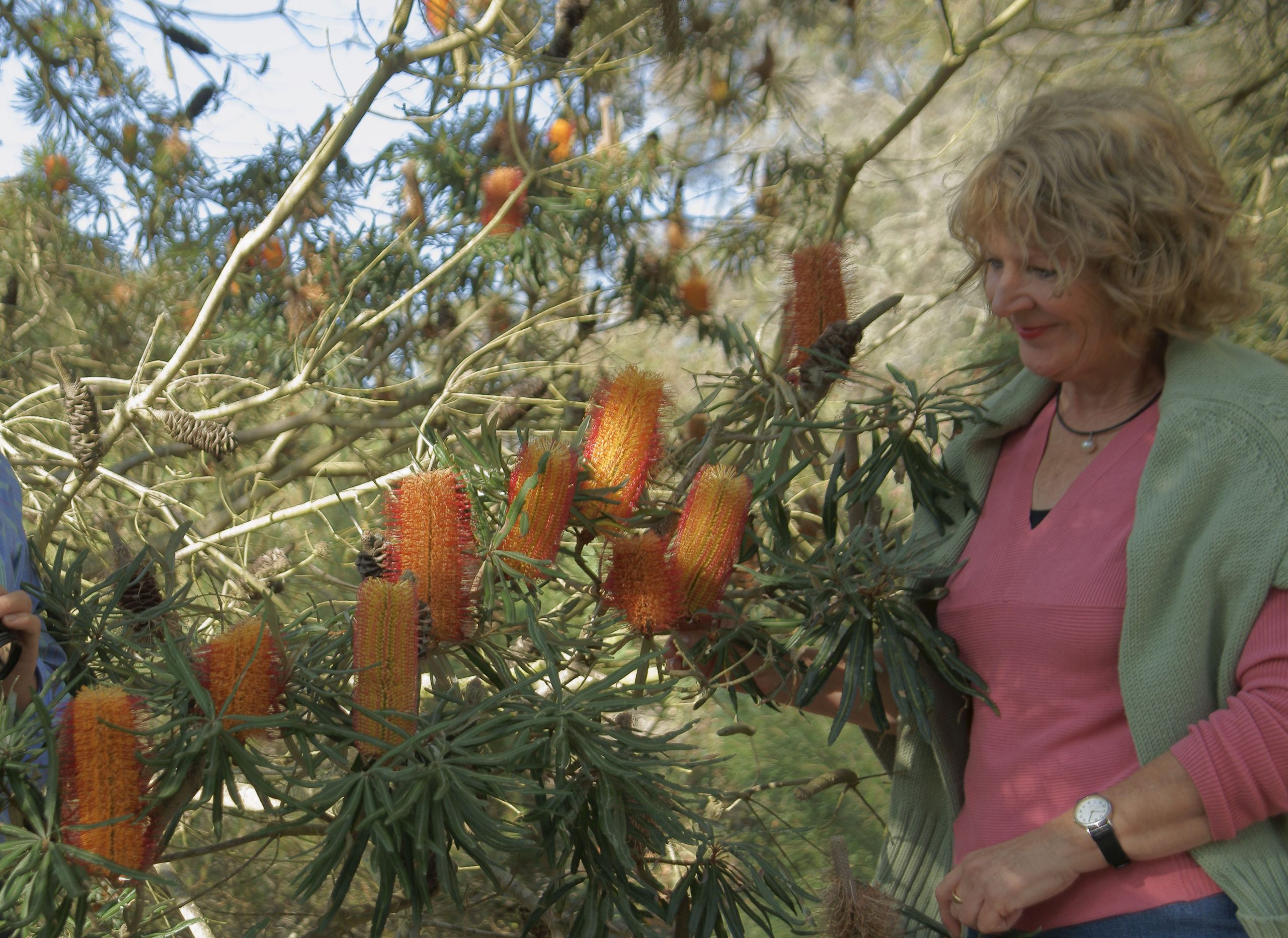 4 Day Great Southern Wildflower Tour with Botanical Guide