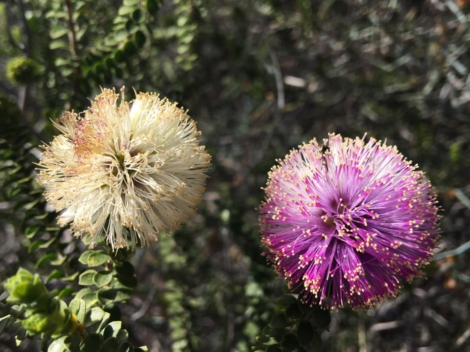 4 Day Margaret River, Busselton Wildflower