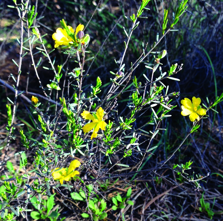 Perforate St John's-wort Plant