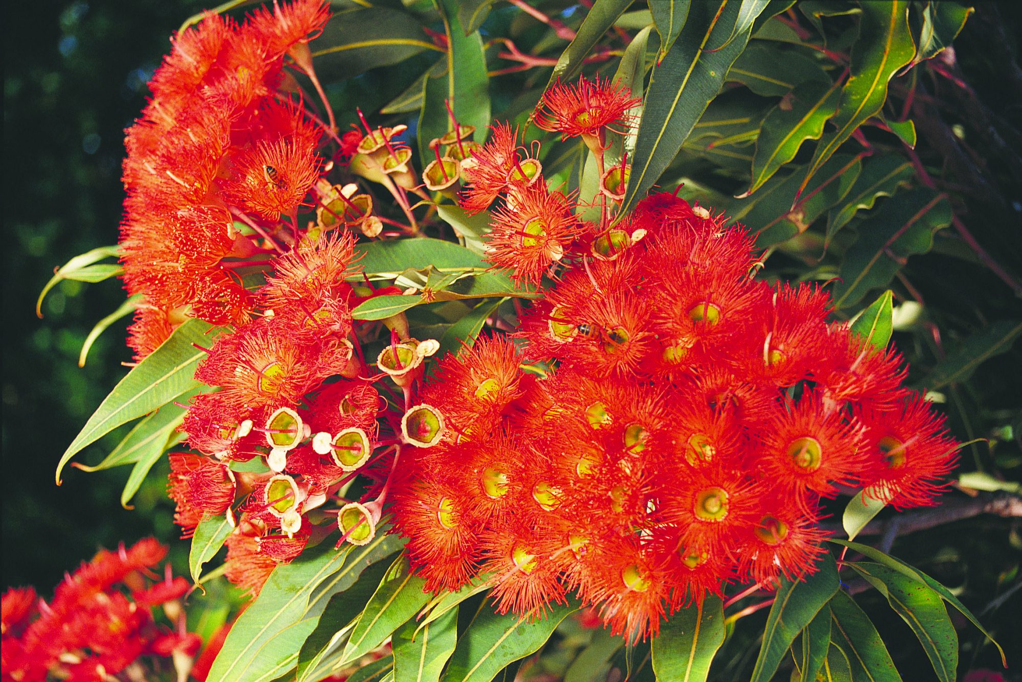 Wildflowers Perth