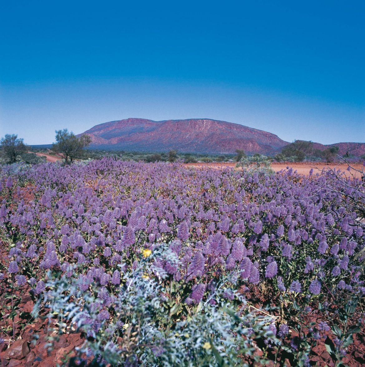 Wildflowers near Karijini National Park