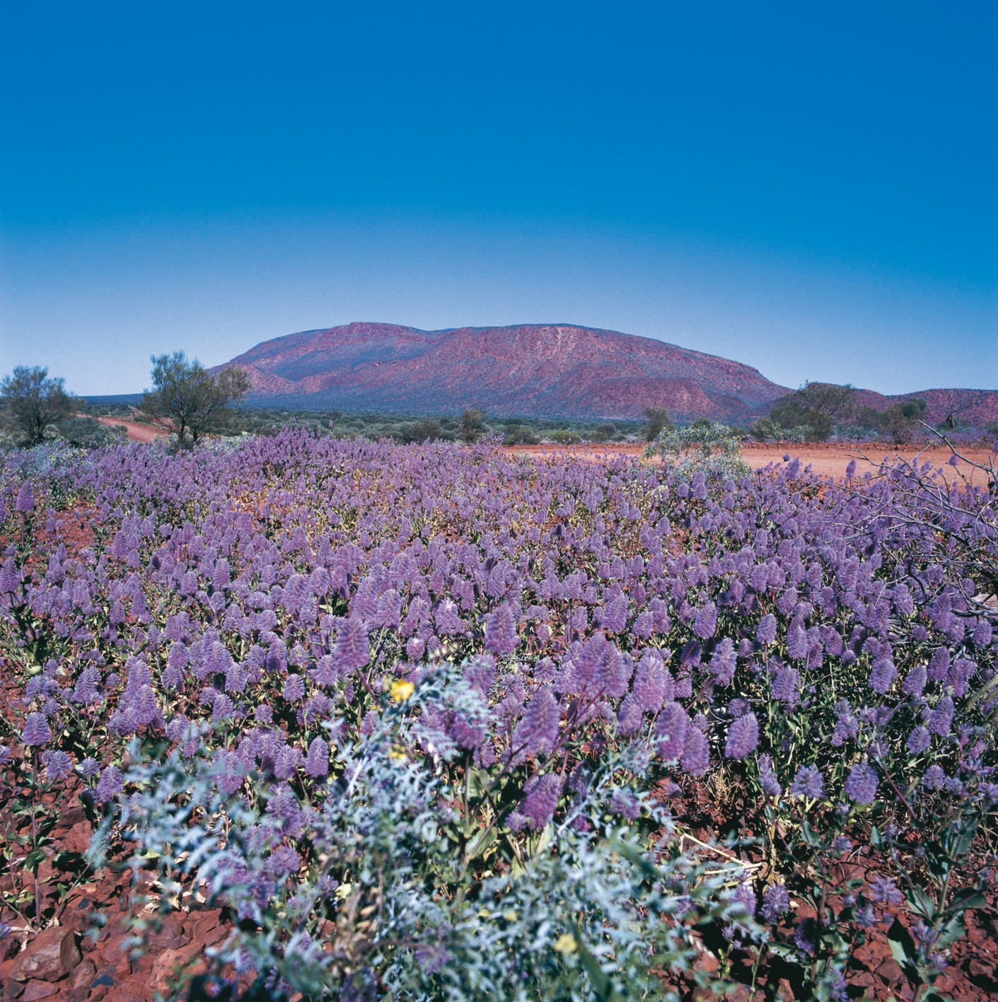 Wildflowers near Karijini National Park