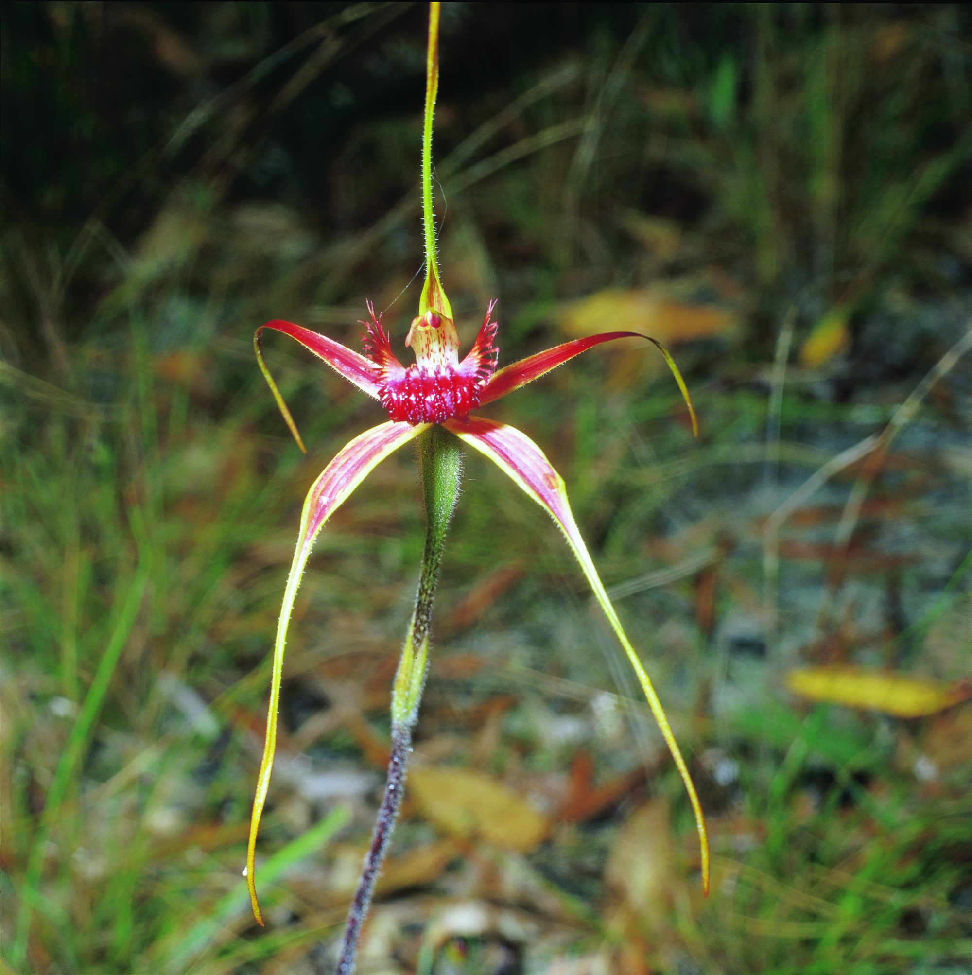 Liliaceae Plant