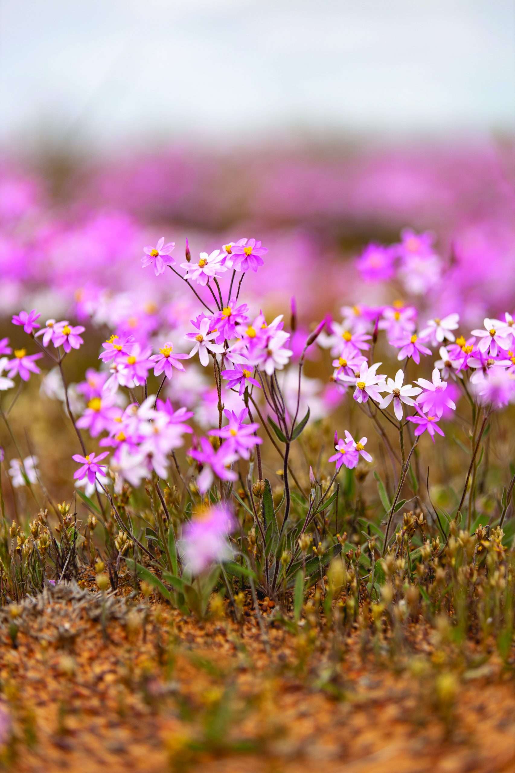 4 Day Outback Wildflowers Tour with Botanical Guide