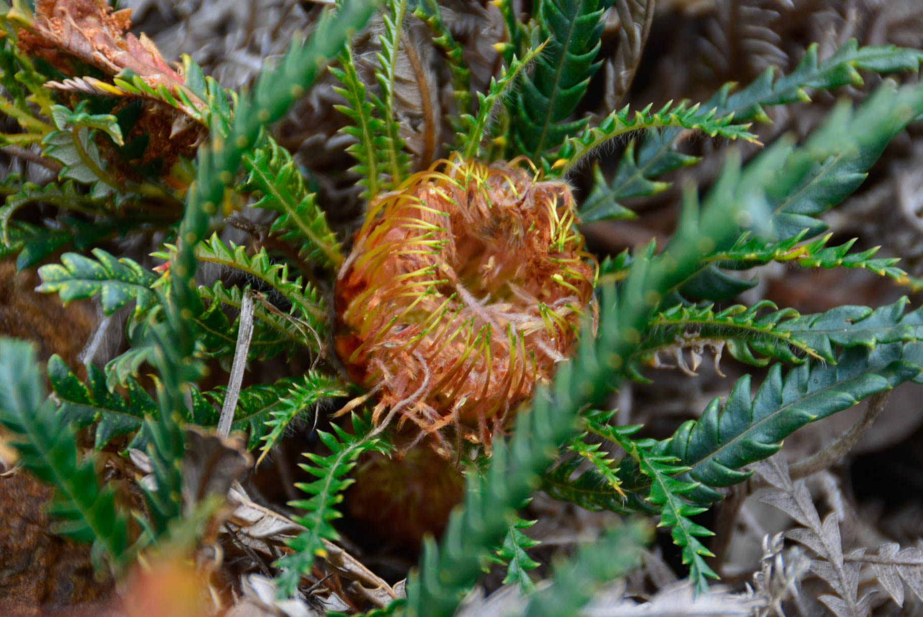 Pond Pine