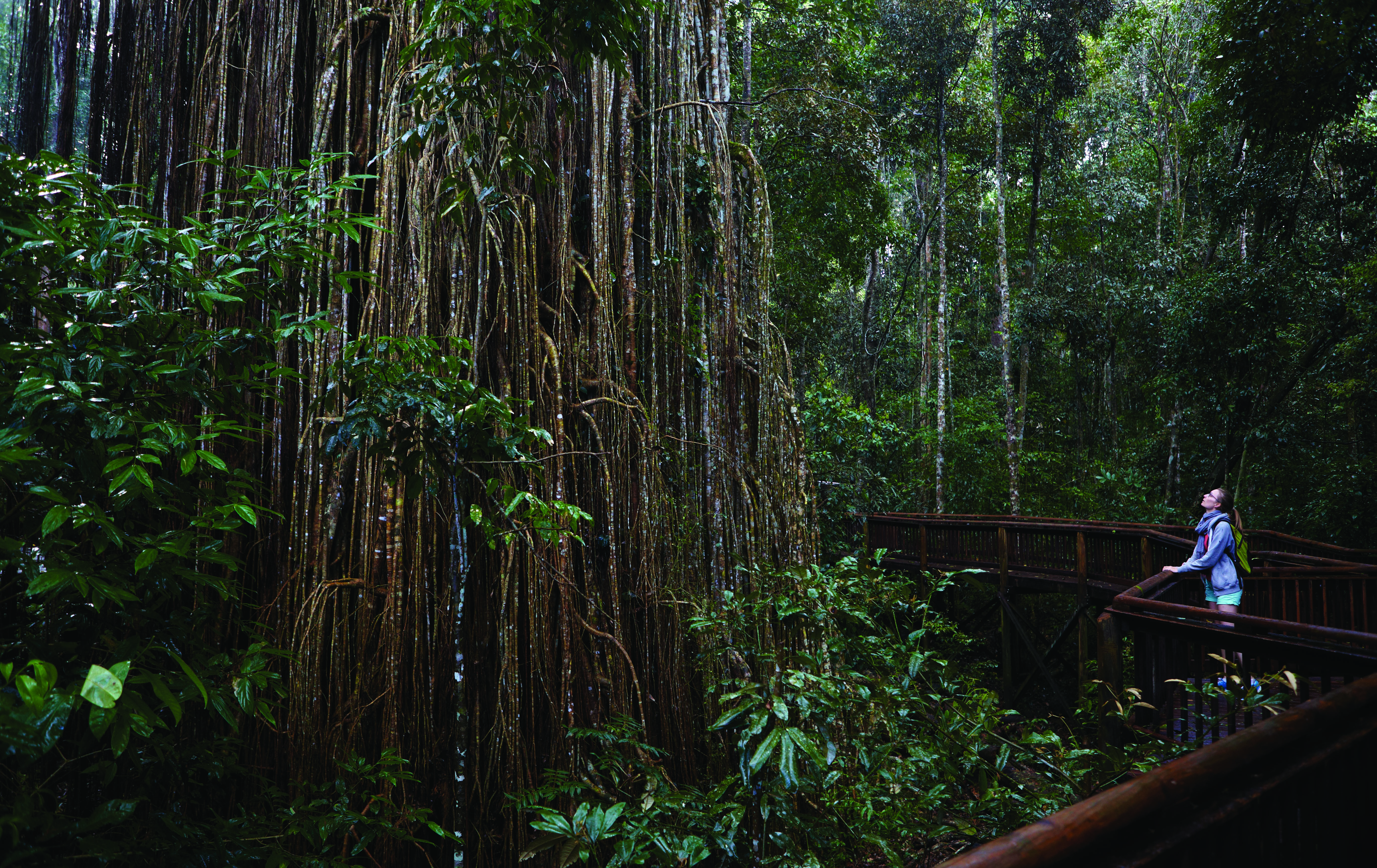 Rainforest Tasmania