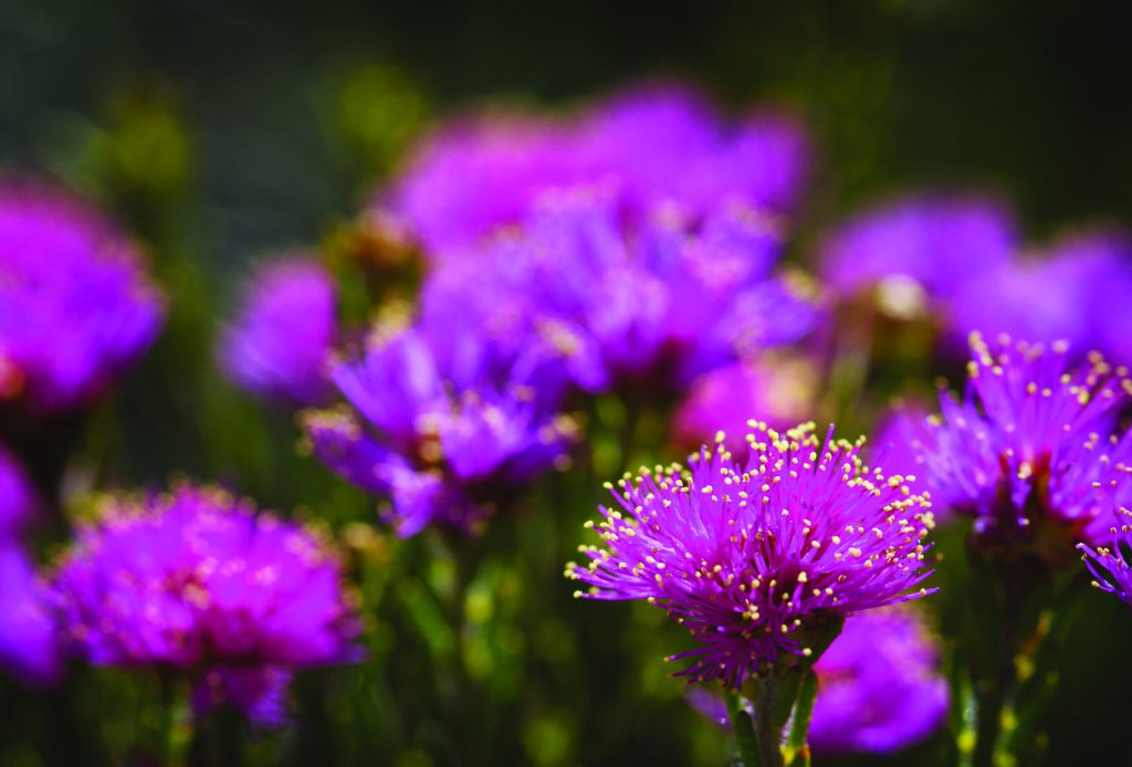 Wildflowers