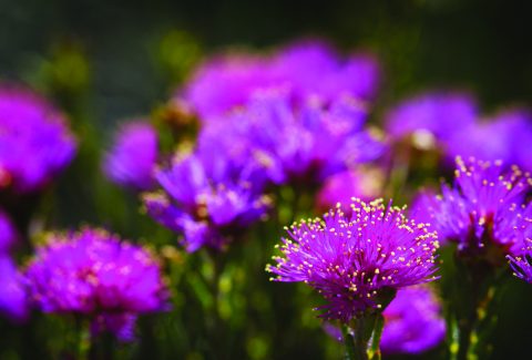 Wildflowers