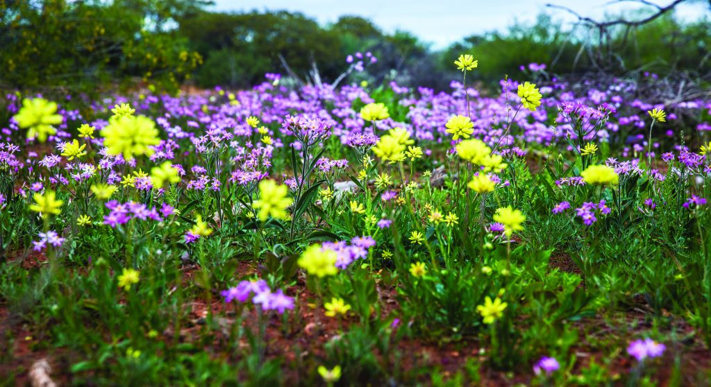 Wildflowers near Coral Bay