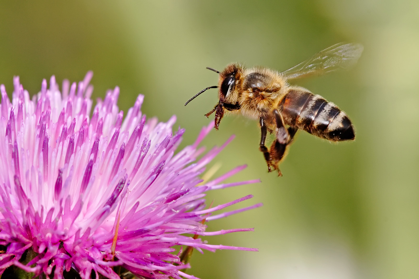 Honeybee Landing Milkthistle