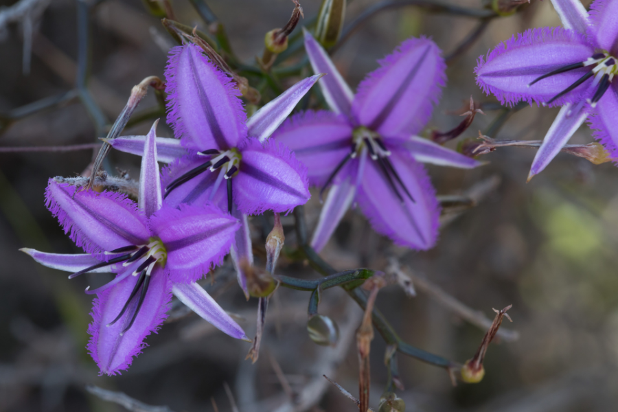 Spring Wildflower Day Tour