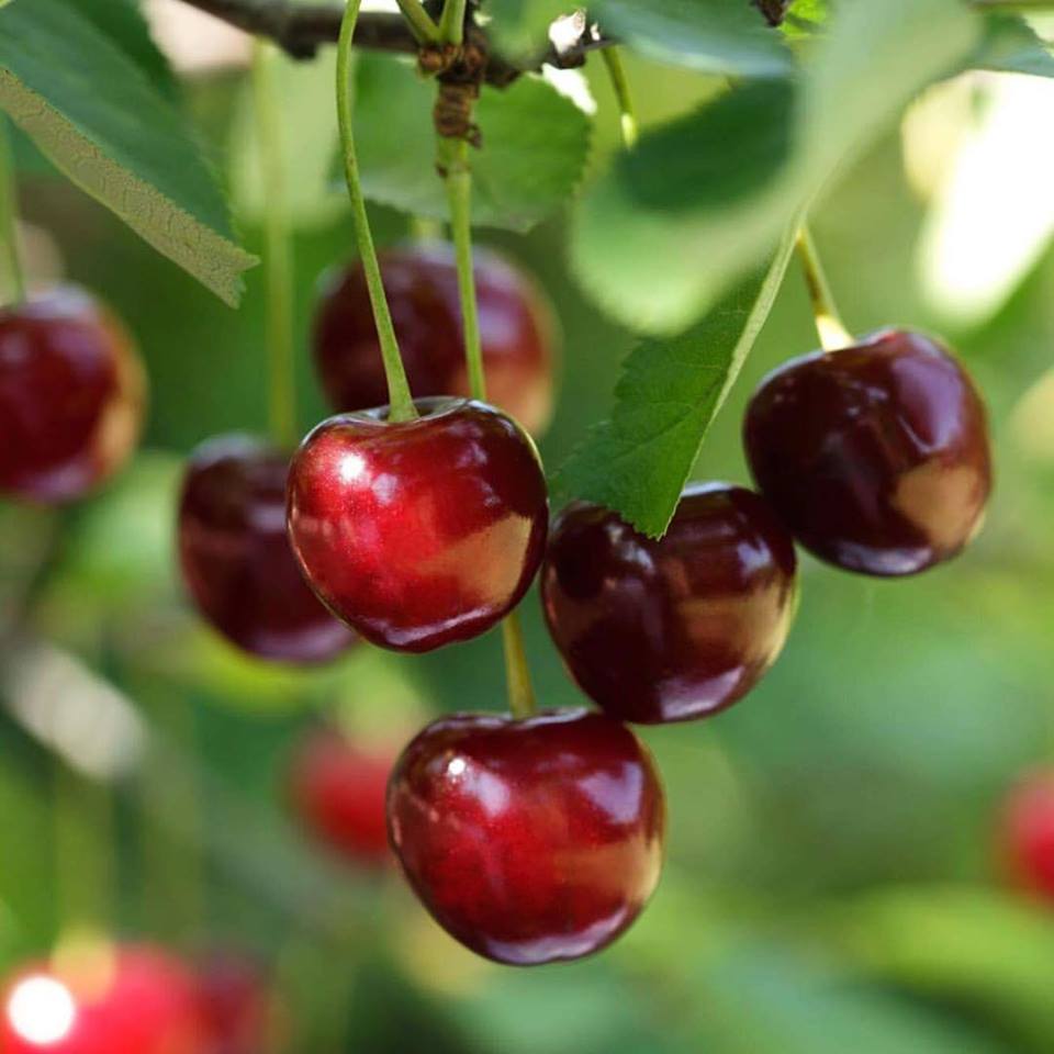 Cherry Festival