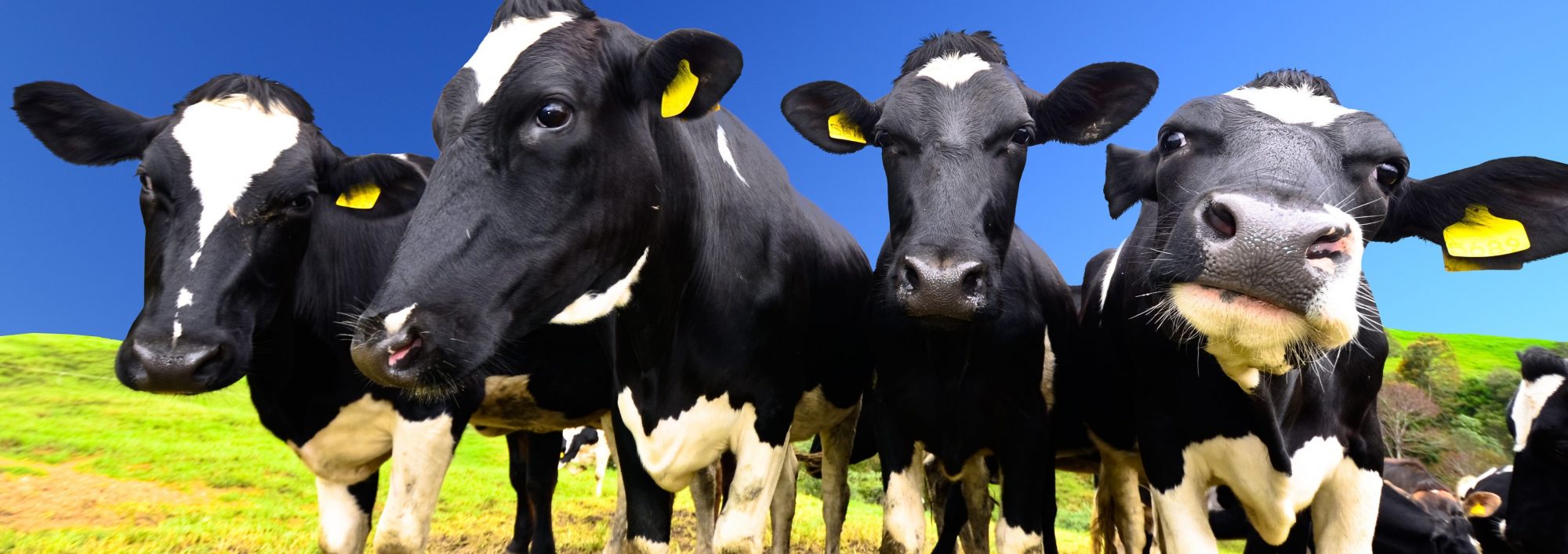 Cows