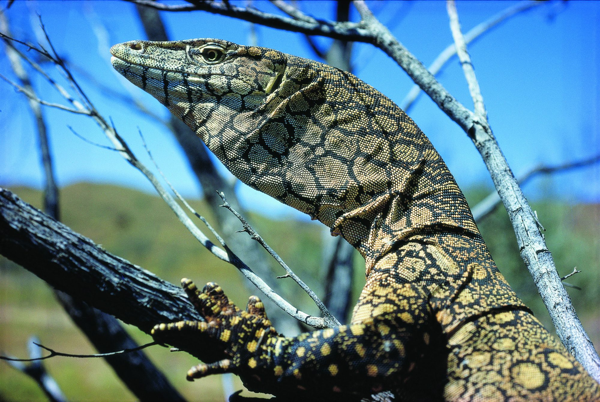 Karijini Lizard
