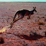 Australian Wild Life - Kangaroo