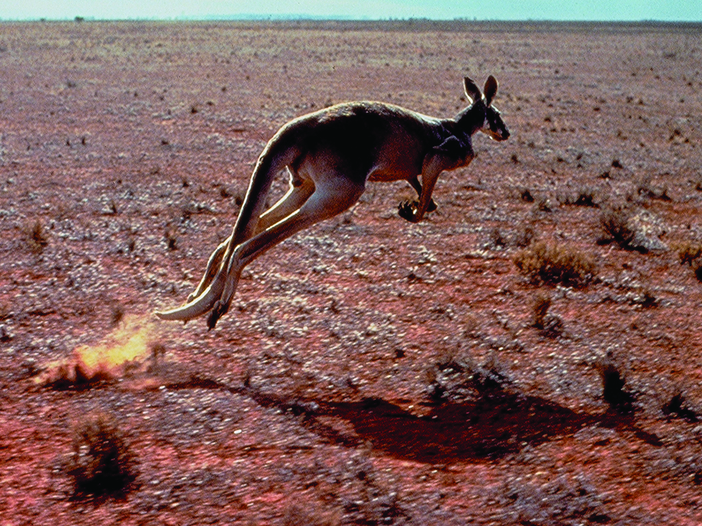 Australian Wild Life - Kangaroo