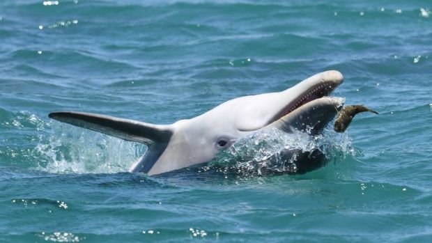 Bottlenose Dolphins