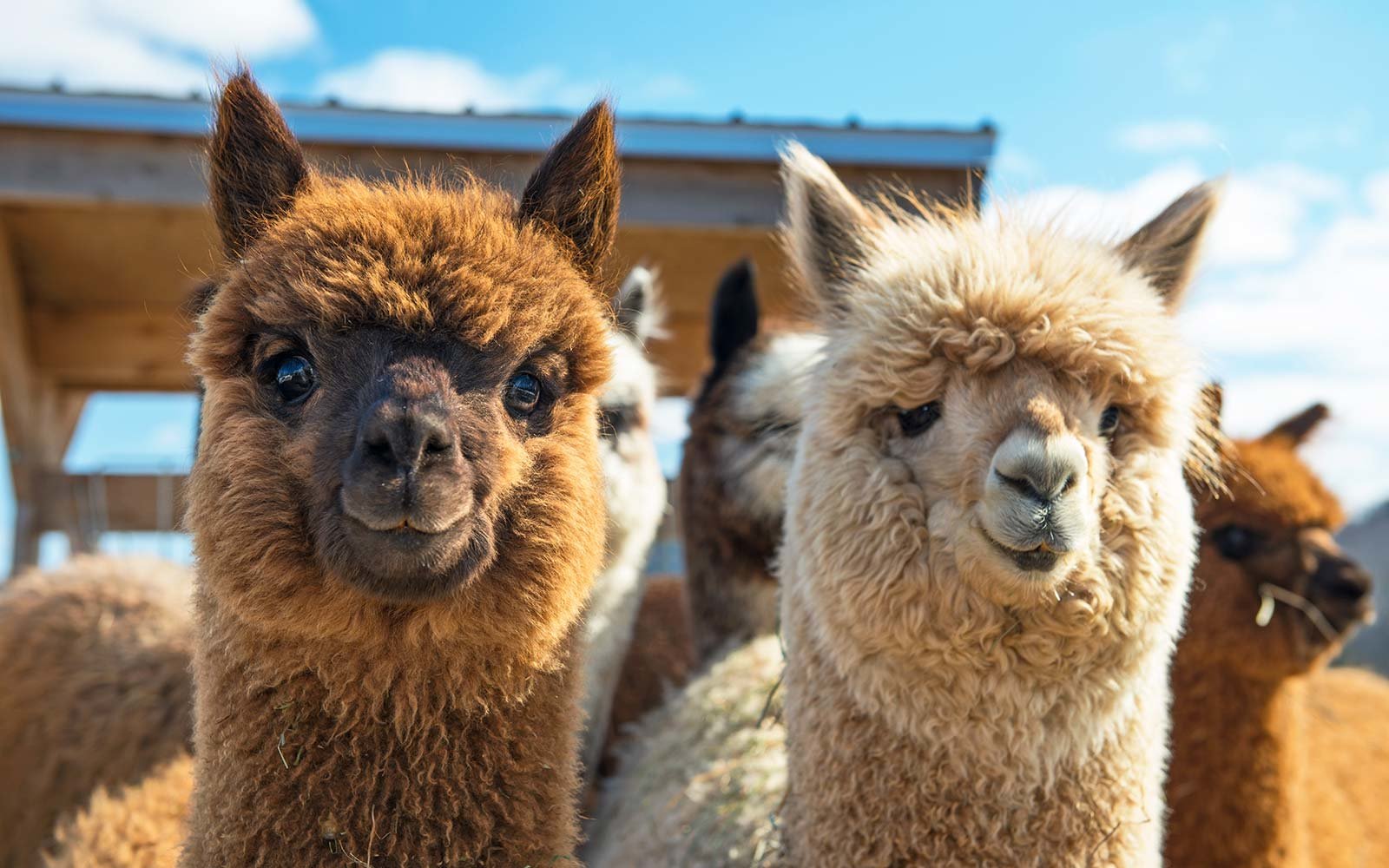 Alpacas