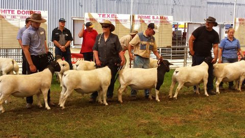 The Mighty Merino Sheep