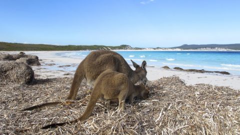 Kangaroo Sitting Skipping Outback Australia