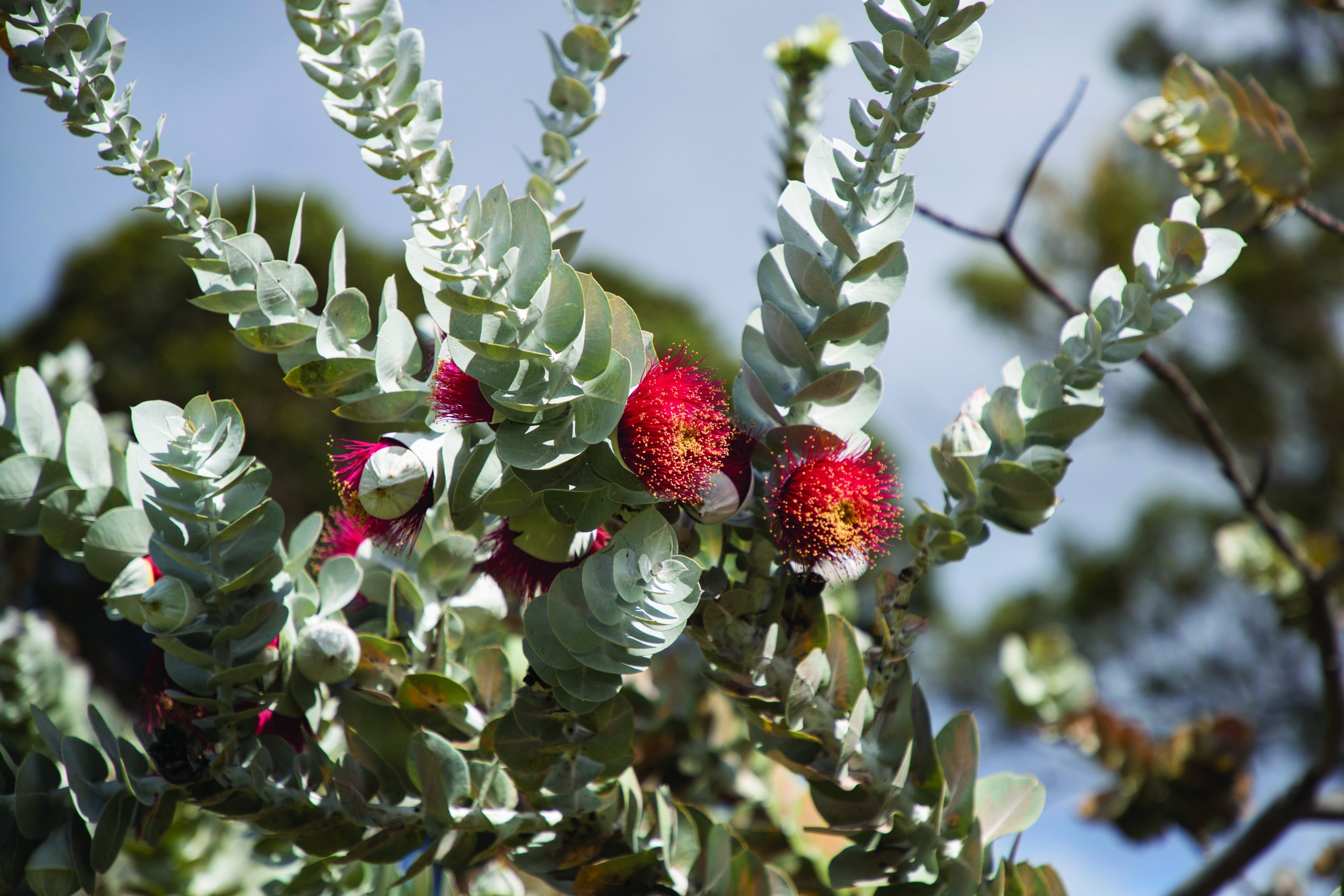 4 Day South West Forest Wildflower Tour with Botanical Guide