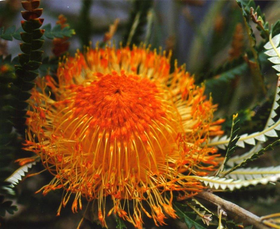 Dryandra formosa showy Dryandra