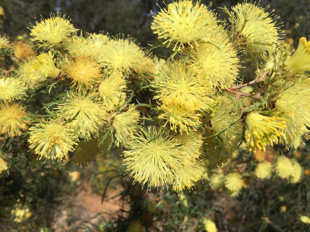 Dryandra squarrosa Pingle