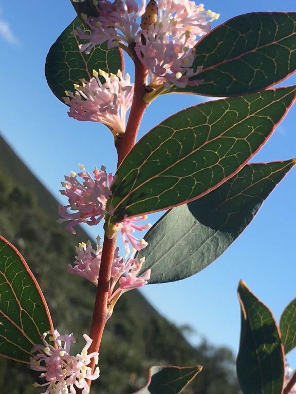 Hakea neurophylla (Endemic to Mt Leseur)