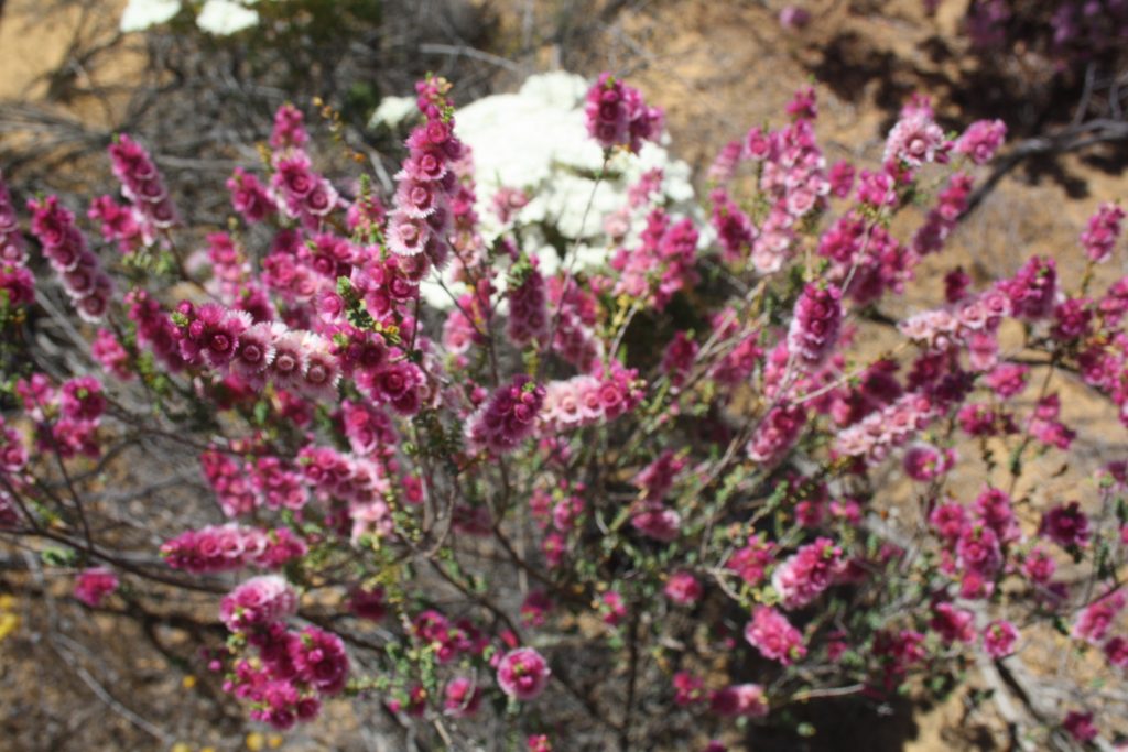 Casey Tours - Wildflowers