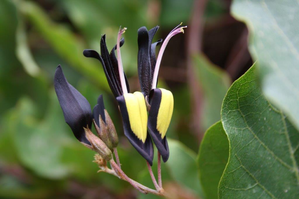 Kennedia nigricans Black Coral Pea