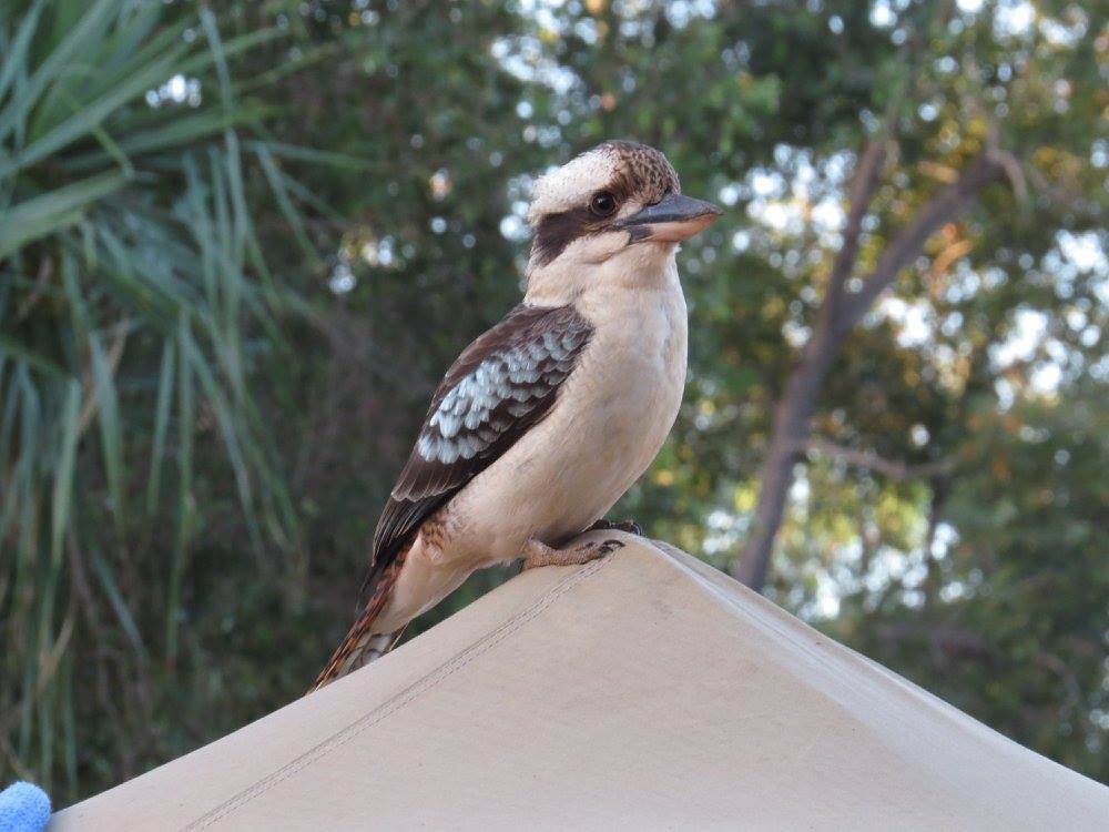 Laughing Kookaburra