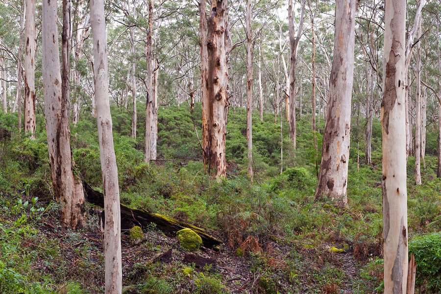 Karri forests of Manjimup