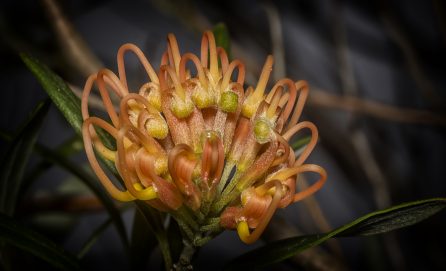 Western Australian Wildflower