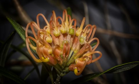 Western Australian Wildflower