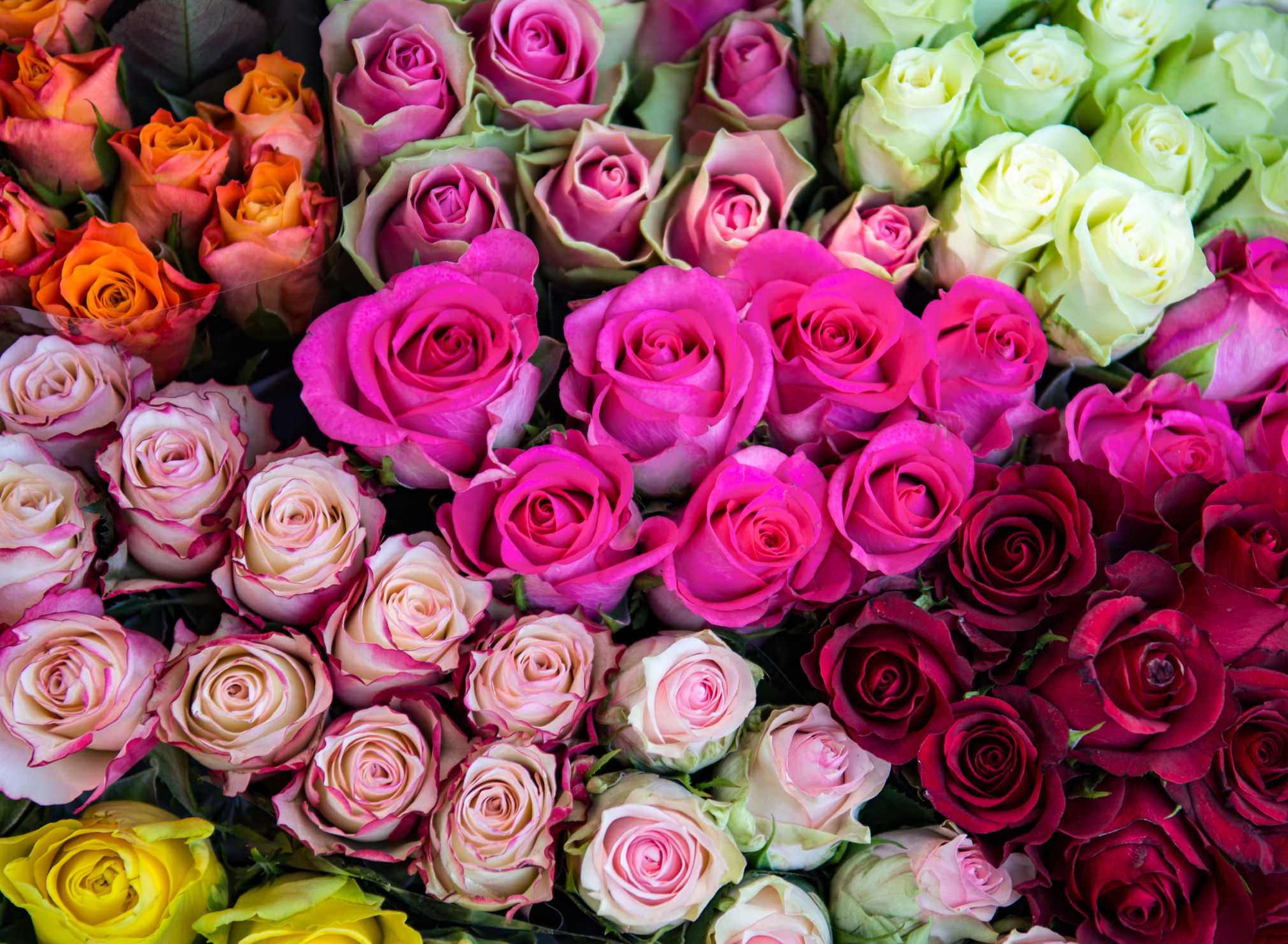  6 Day Melbourne Flower & Garden Festival- Casey Tour