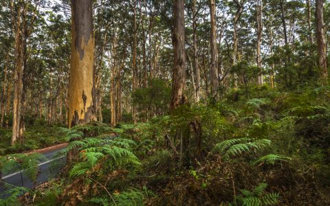 Boranup Karri Forest