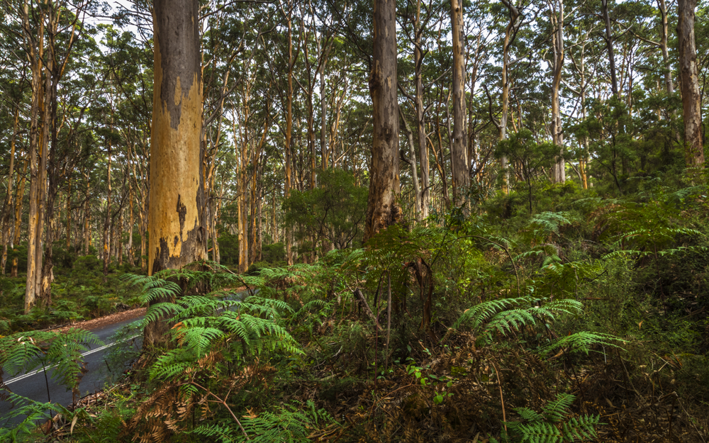 Boranup Karri Forest