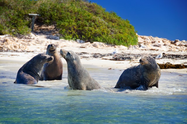 Penguin Island Wildlife Cruise Tours