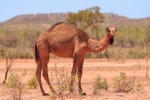 Camel in Australian Outback