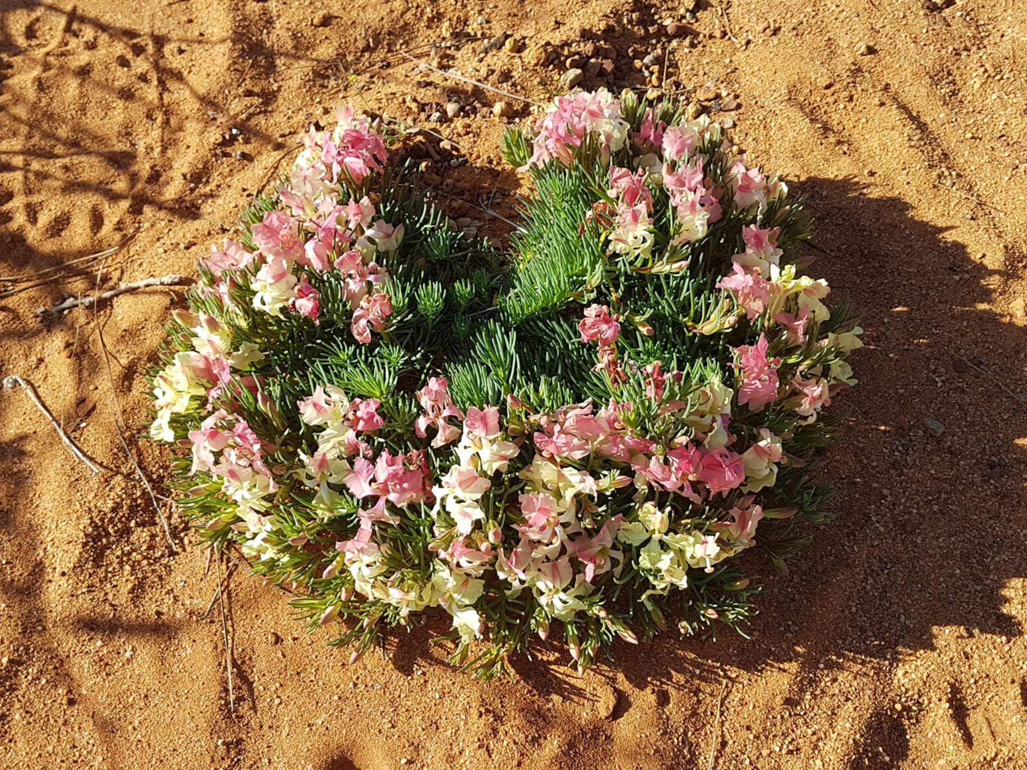 Wreath Lechenaultia Day Tour