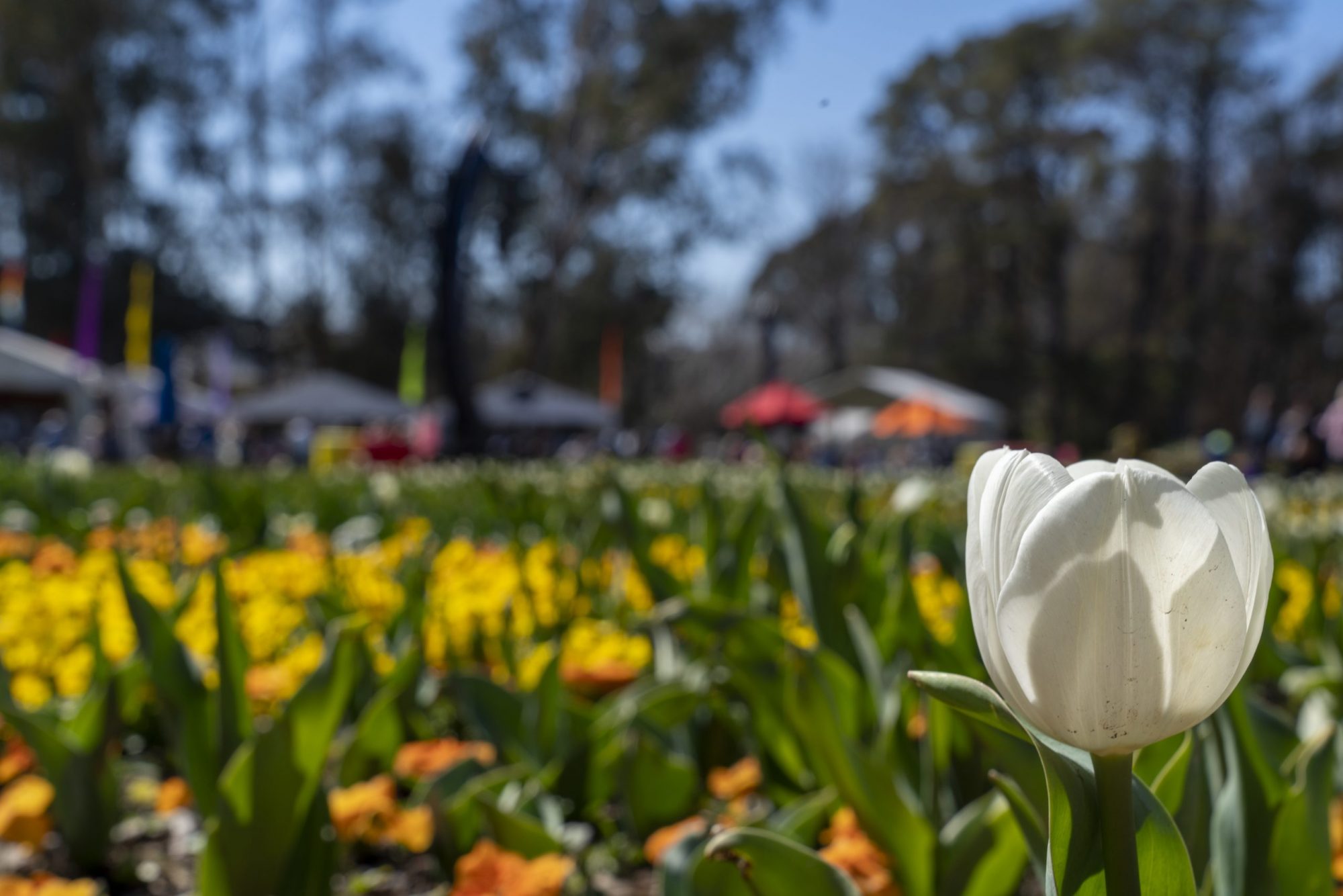 floriade canberra tour from sydney