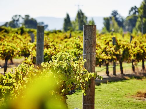 Northern Valleys Day Tour Swan Valley Gingin Coach Tours