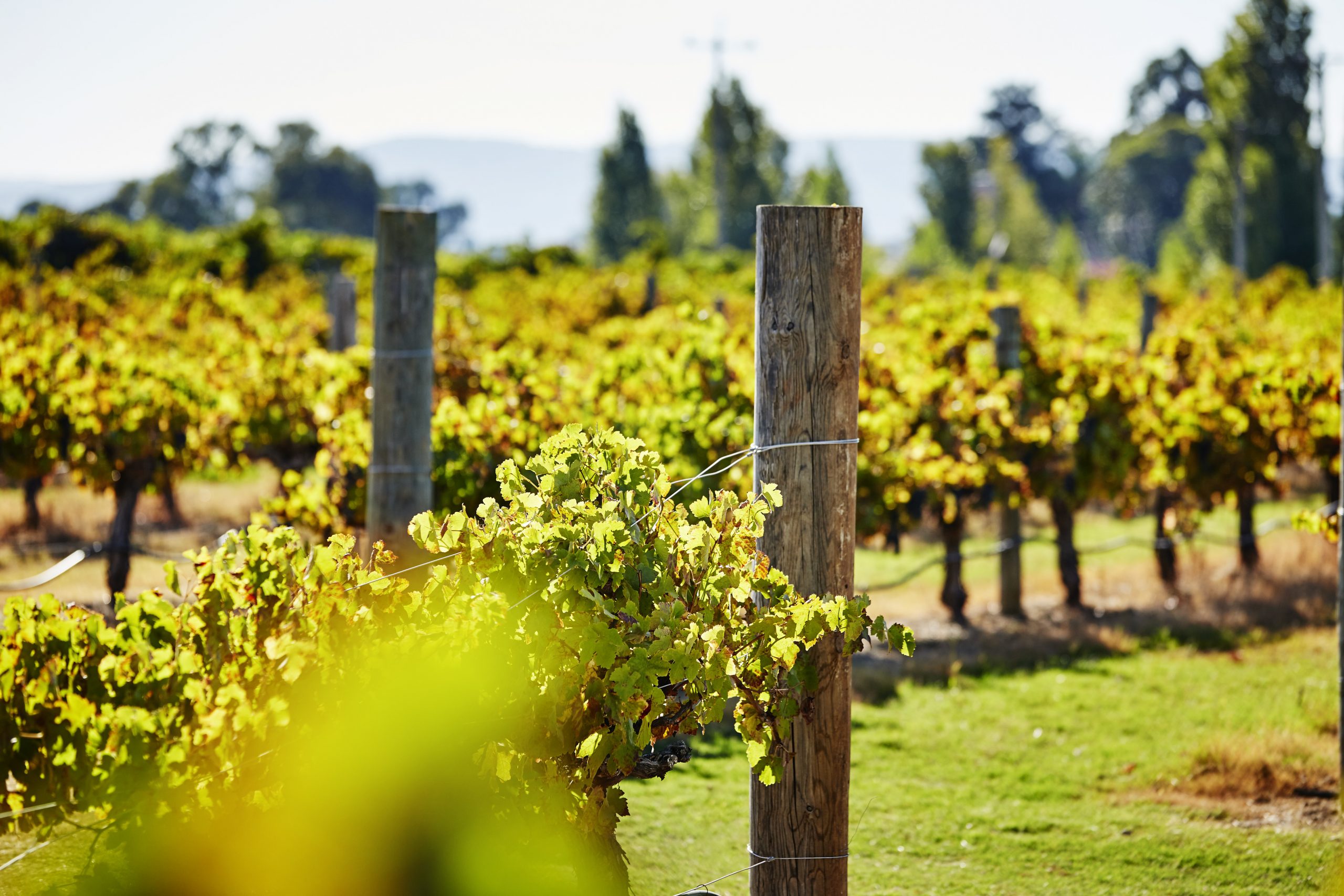 Tastes of the Northern Valleys Day Tour